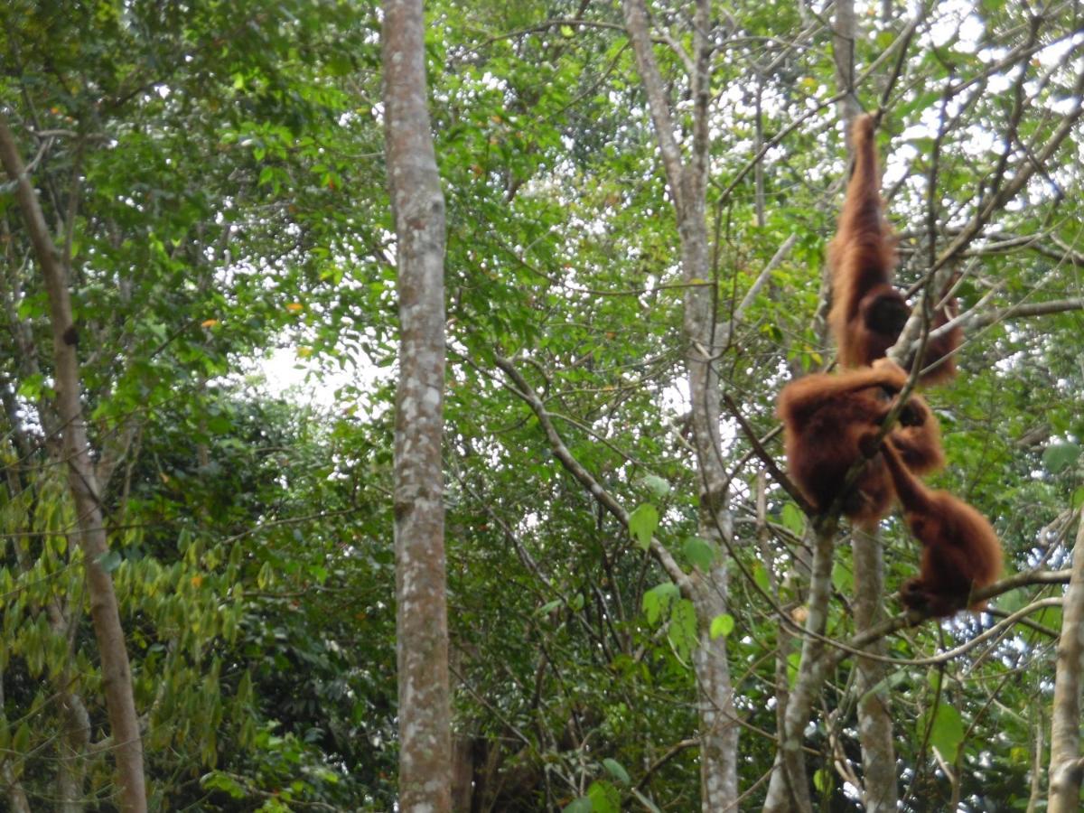 Ambow Homestay Jungle Trekking & Village Tour Bukit Lawang Esterno foto