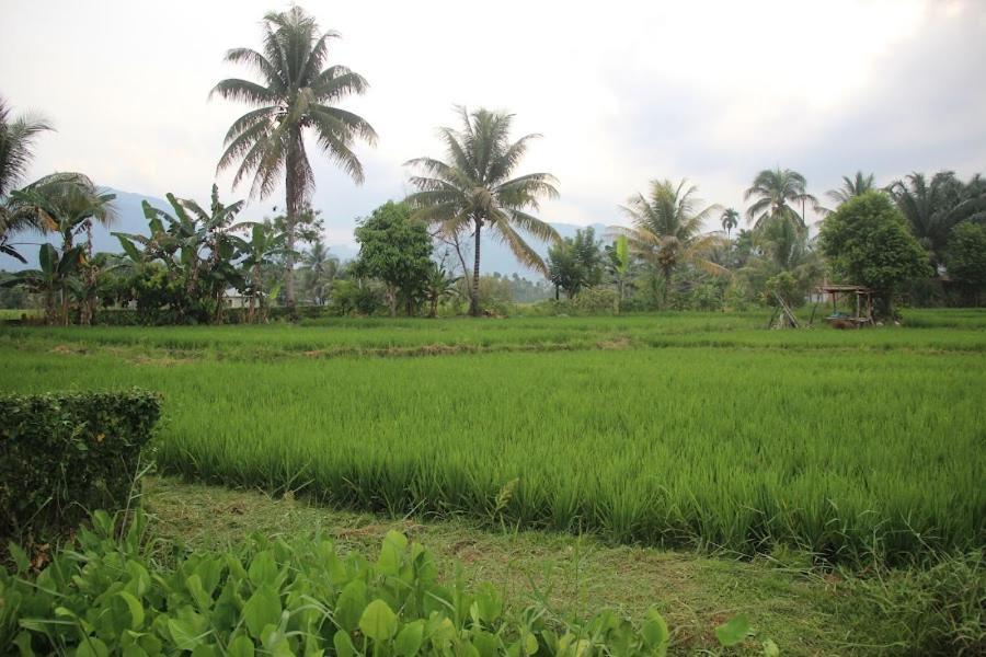 Ambow Homestay Jungle Trekking & Village Tour Bukit Lawang Esterno foto