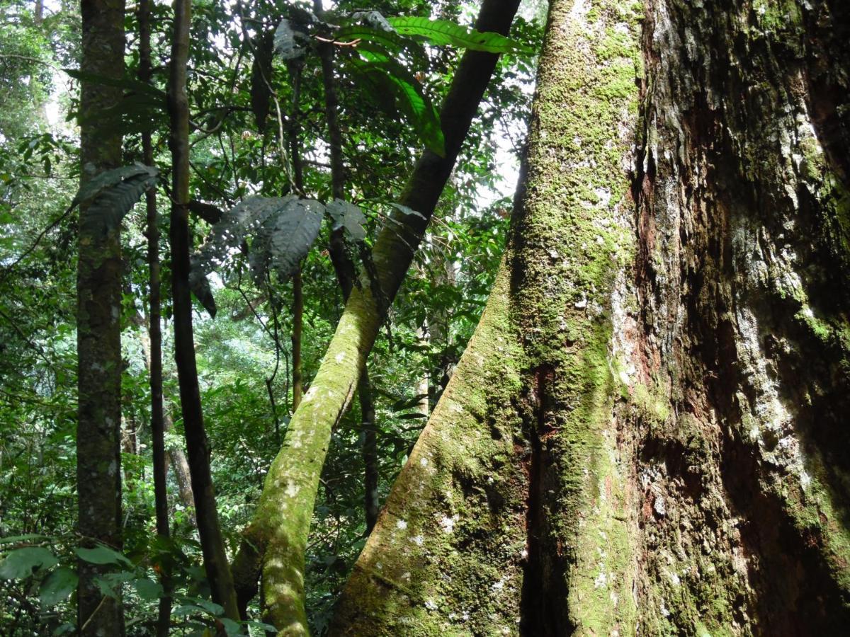 Ambow Homestay Jungle Trekking & Village Tour Bukit Lawang Esterno foto