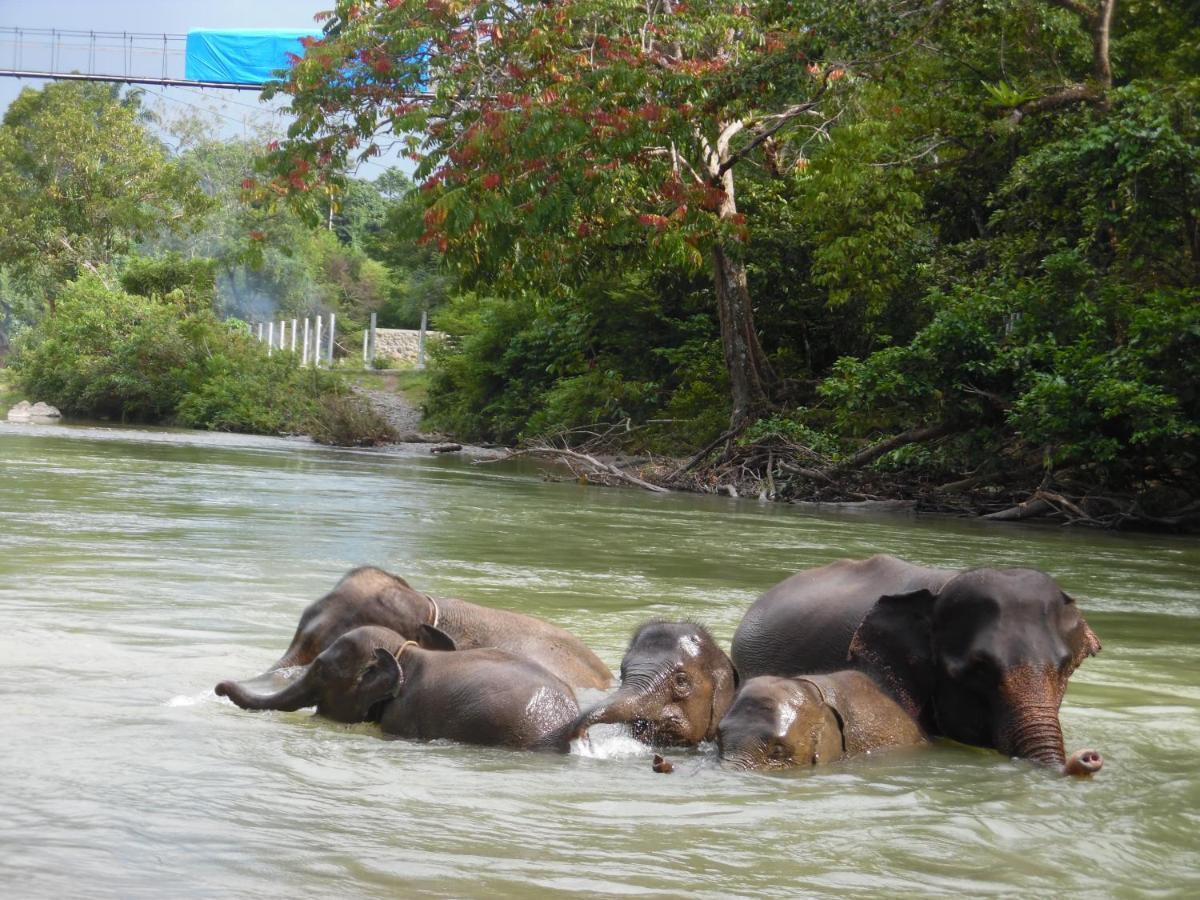 Ambow Homestay Jungle Trekking & Village Tour Bukit Lawang Esterno foto